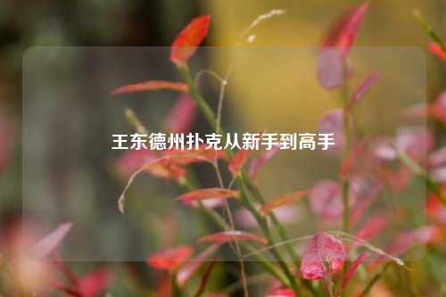 王东德州扑克从新手到高手